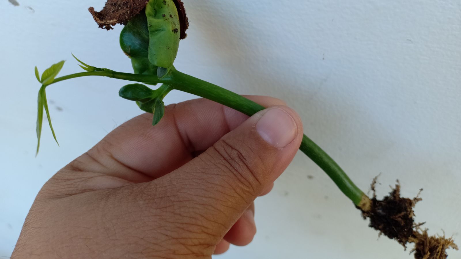 A close-up shot of a person's hand holding a cutting of a plant, with roots still attached, all situated in a well lit area indoors