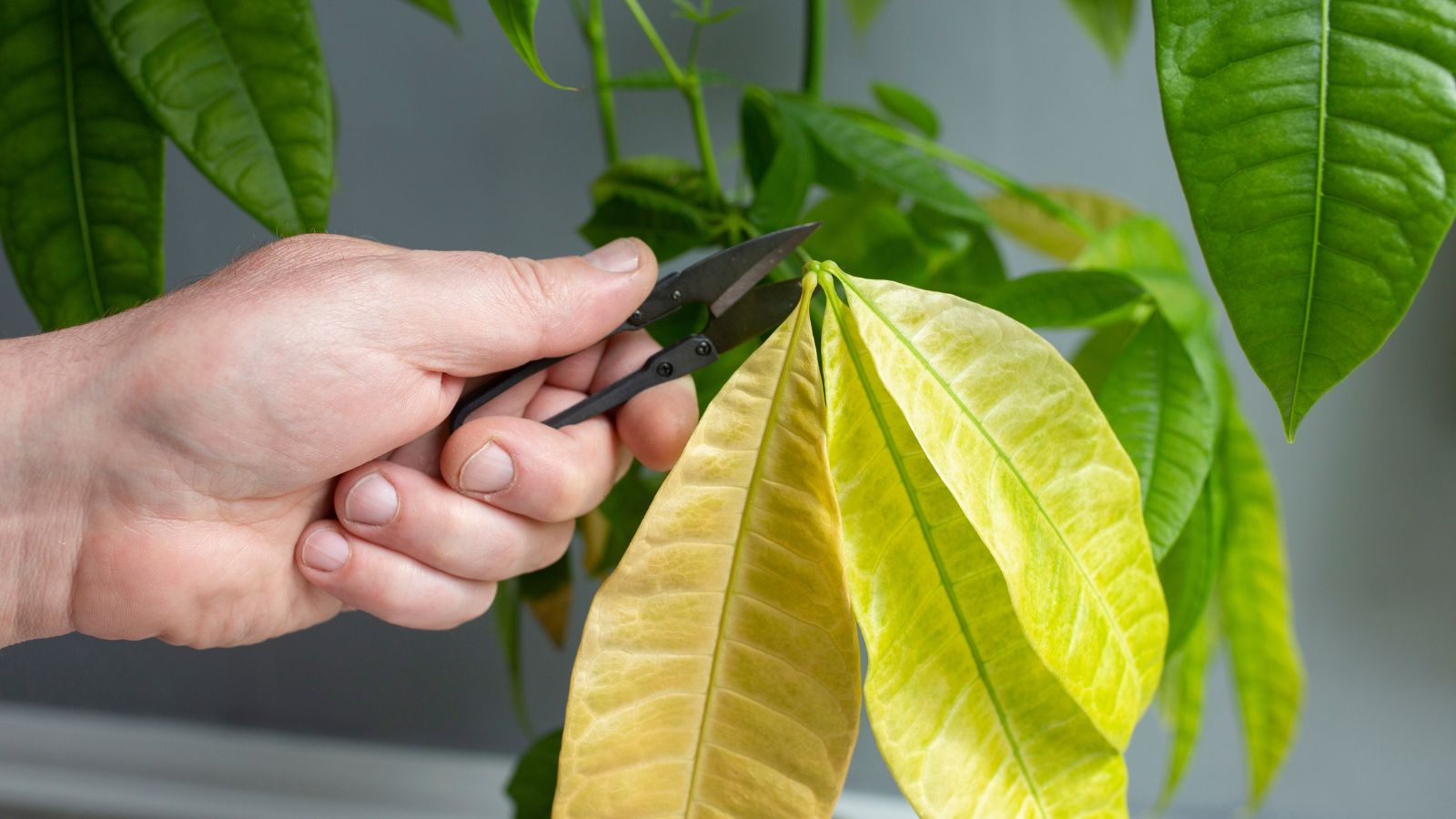 A close-up shot of a person's hand in the process of trimming dead and diseased foliage of a houseplant