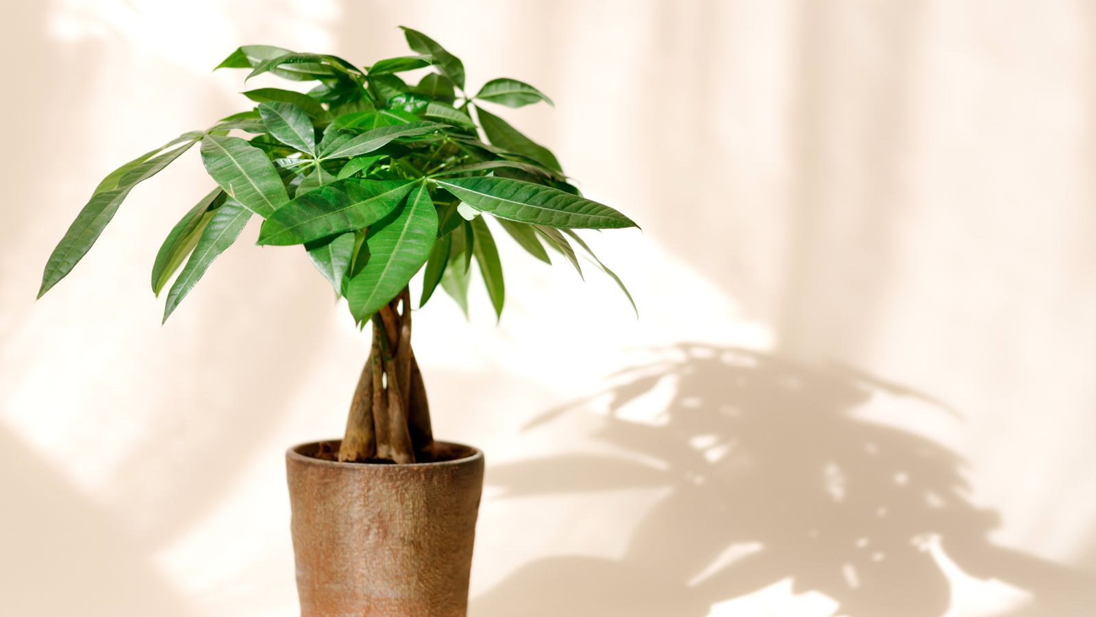 A close-up shot of a potted houseplant, basking in indirect sunlight indoors