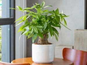 A close-up shot of a potted houseplant, placed on a table near a window, showcasing the money tree plant