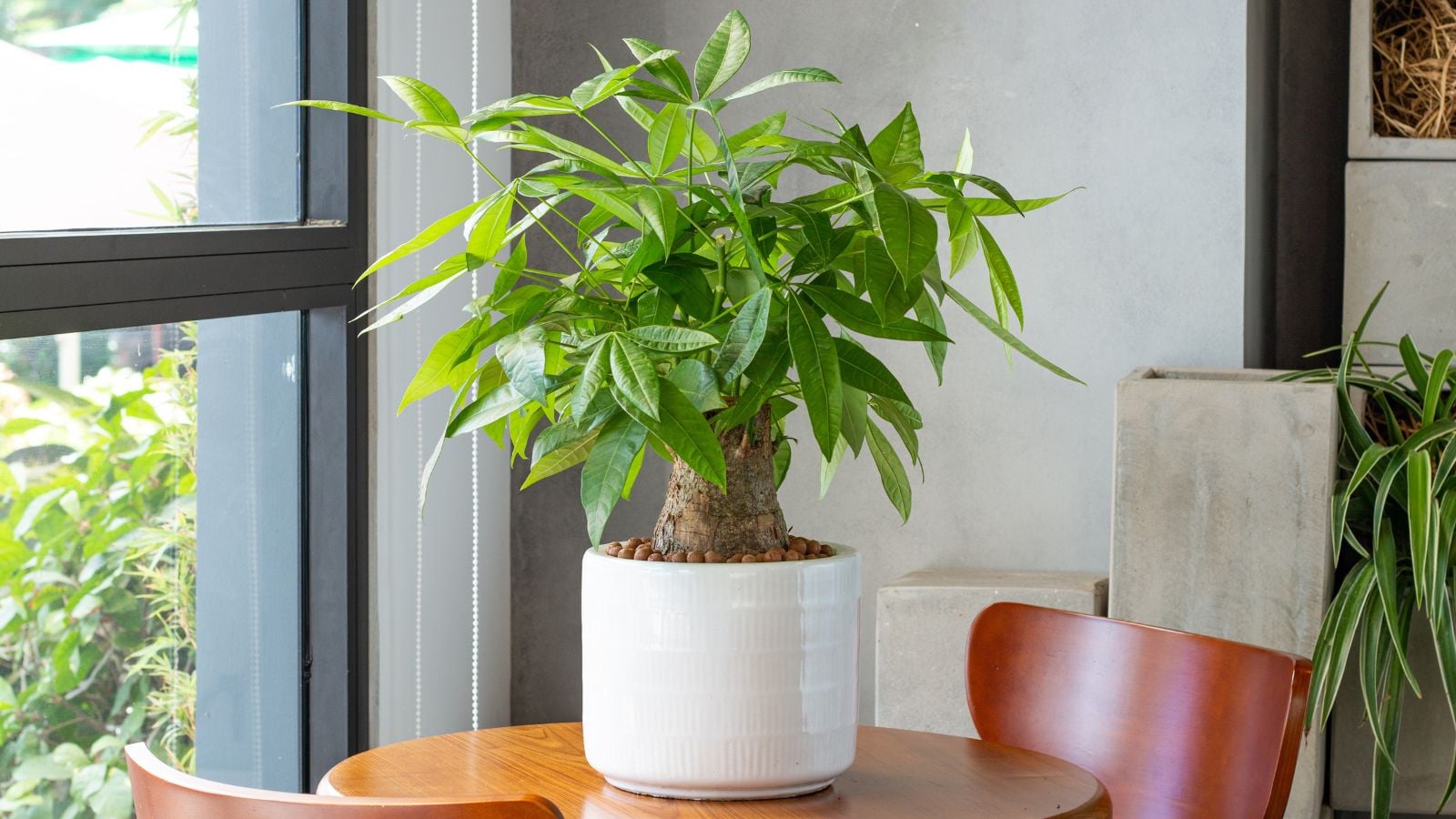 A close-up shot of a potted houseplant, placed on a table near a window, showcasing the money tree plant