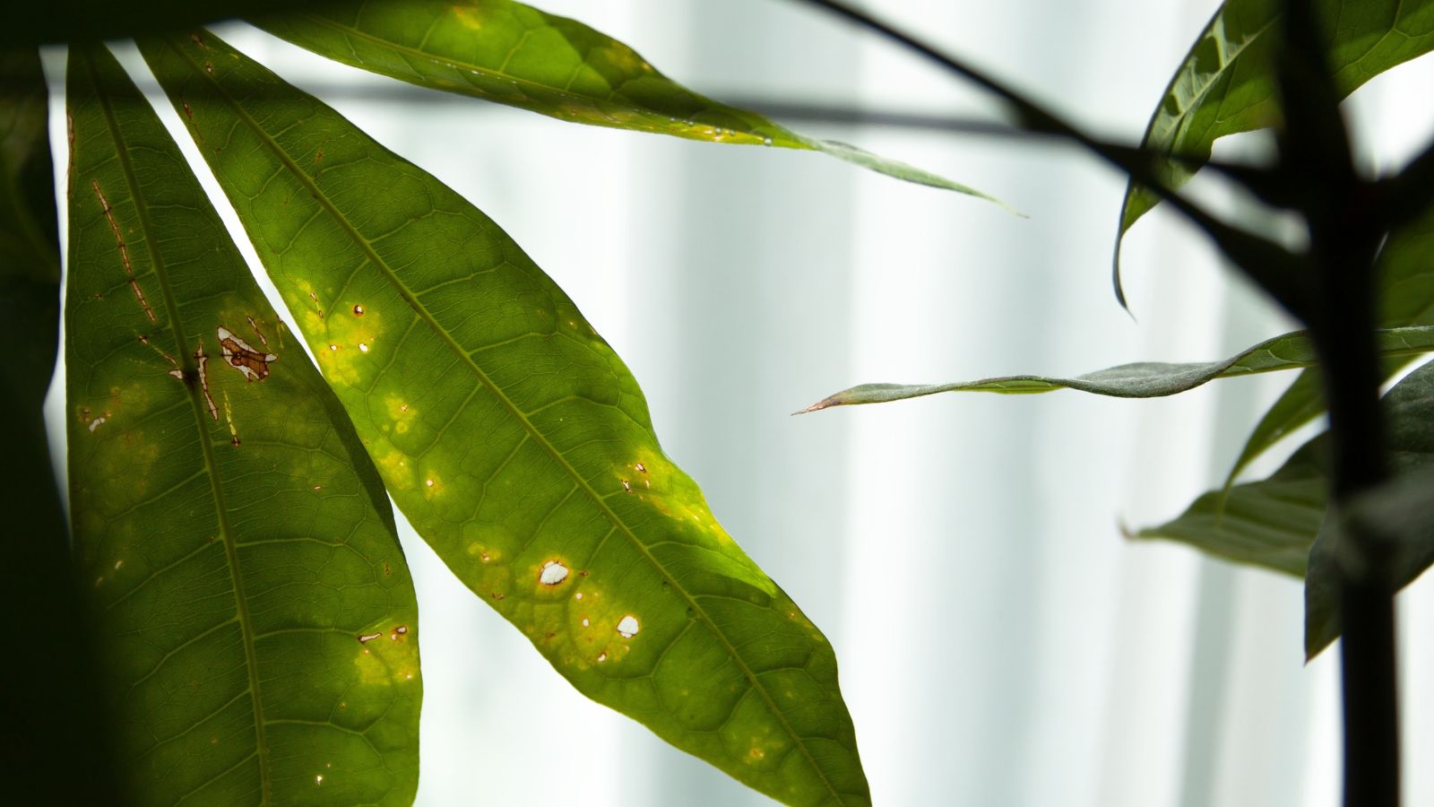 A close-up shot of damaged lanceolate leaves of a houseplant placed near a window