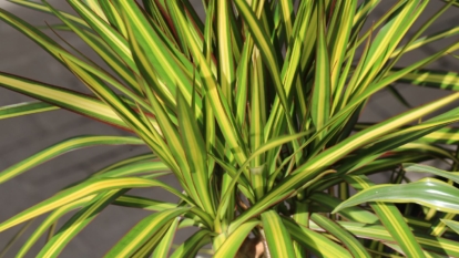 A close-up shot of leaves of a Madagascar Dragon Tree showcasing its slender leaves with a green and yellow color hue in a well lit area
