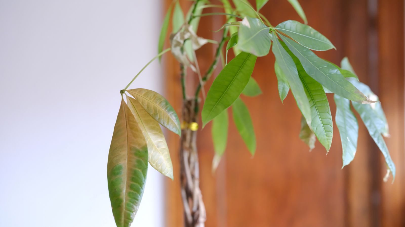 A close-up shot of leaves of a plant with brown and yellowing patches, all situated in a well lit area indoors