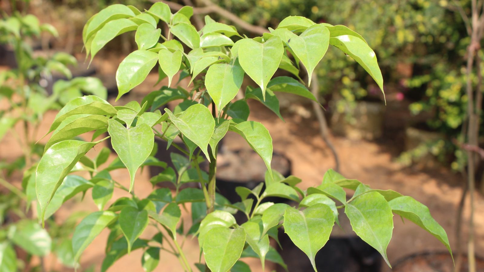 A healthy-looking Radermachera sinica placed outdoors under the warm sunlight surrounded by other greens and plants