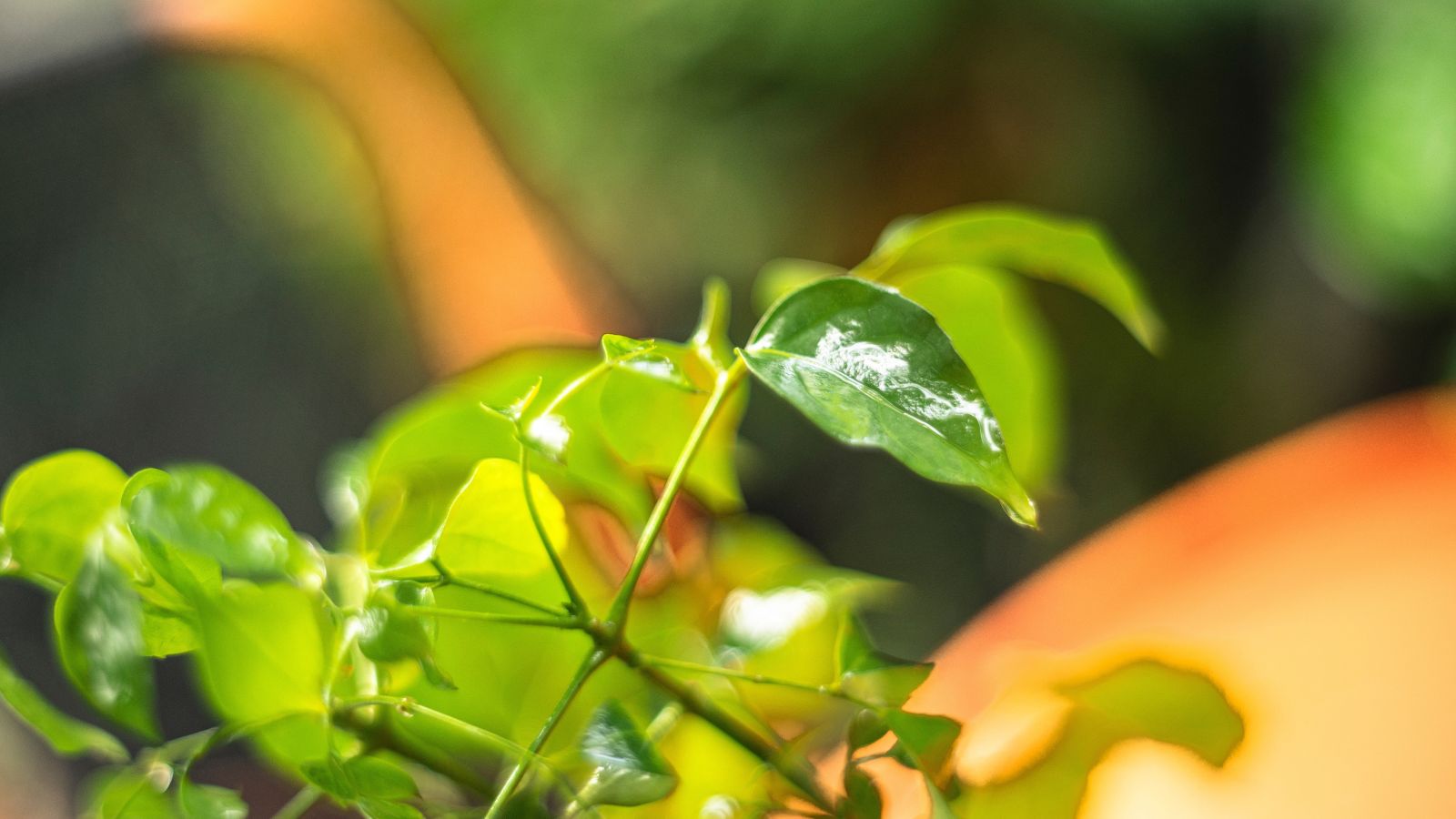 A lovely Radermachera sinica with vivid green leaves, appearing damp and shiny, with other greens looking blurry in the background