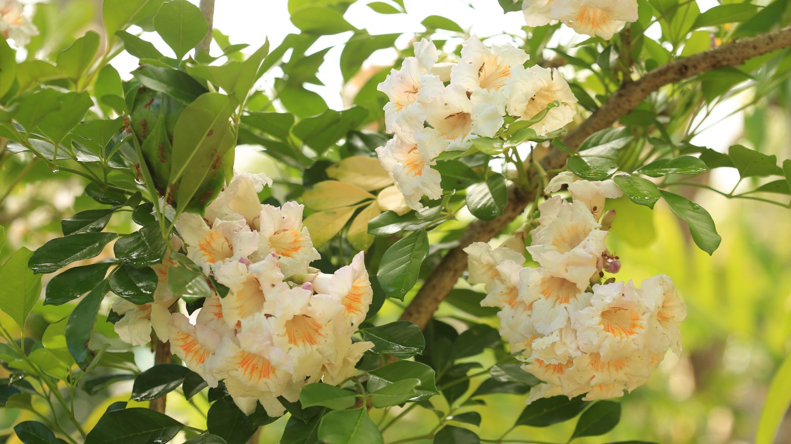 A lush Radermachera sinica appearing to have clusters of delicate flowers, having soft pale yellow petals with distinct markings at the center