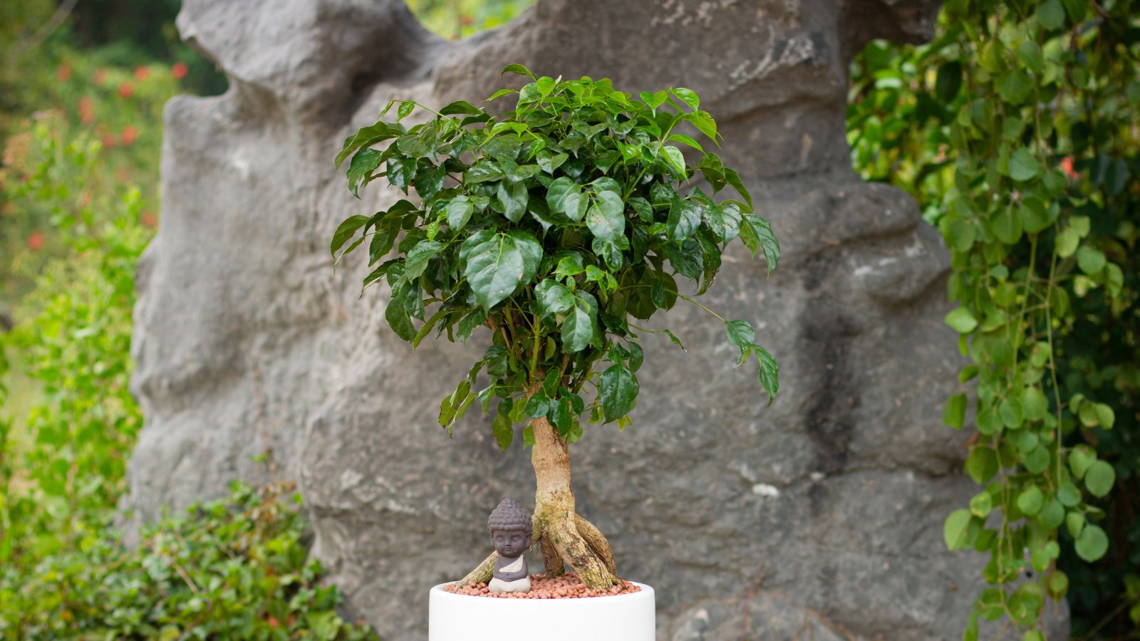 A potted Radermachera sinica, placed in a white container in front of a big, gray boulder, surrounded by various greens