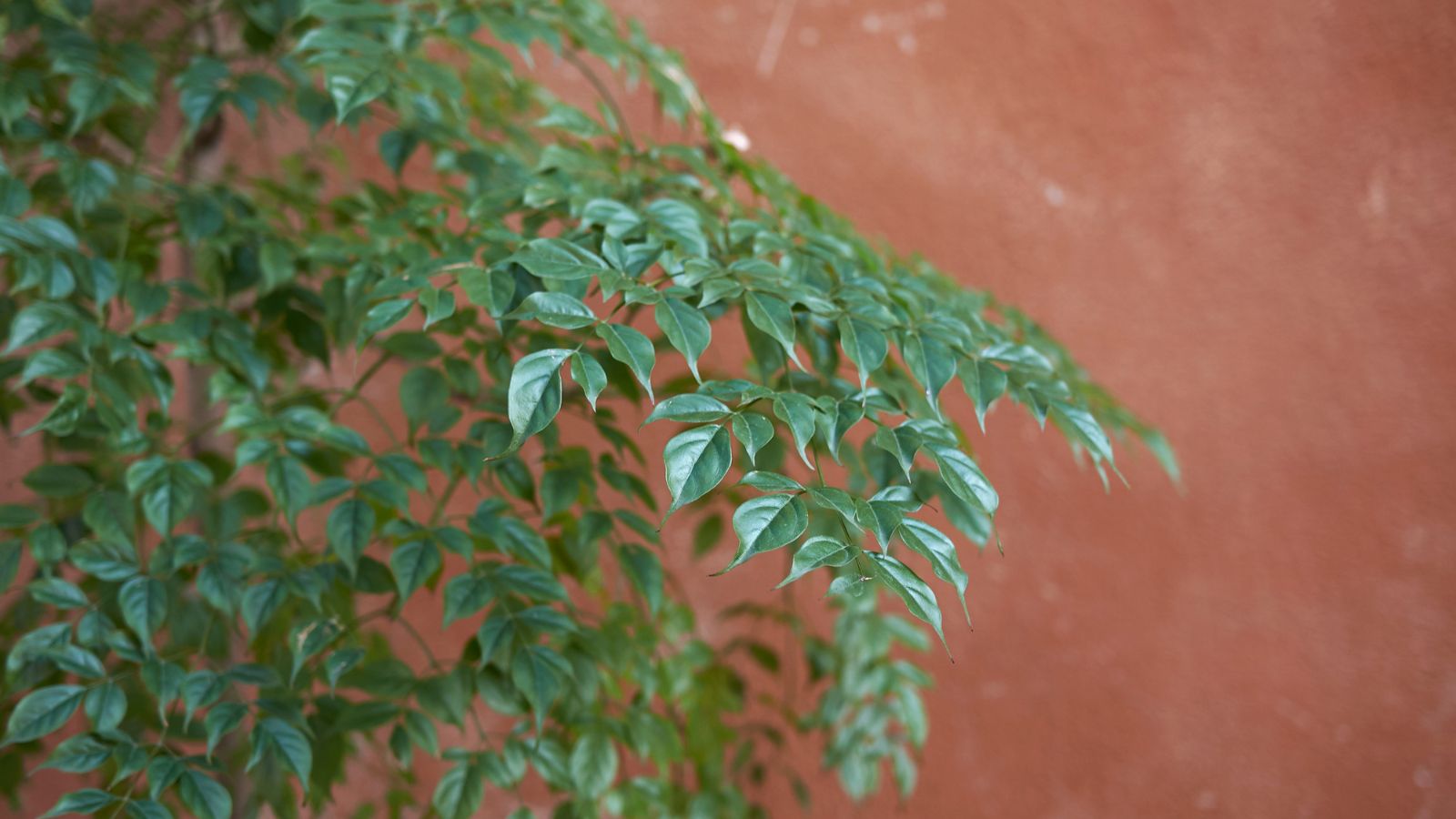 A thriving Radermachera sinica with smooth leaves that looks shiny, standing somewhere with just enough light