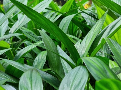 An area covered in cast iron plants appearing to have vibrant green leaves that are broad and long with smooth edges