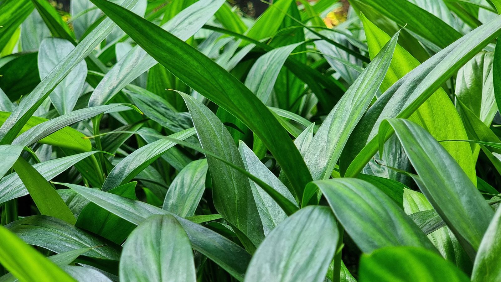 An area covered in cast iron plants appearing to have vibrant green leaves that are broad and long with smooth edges