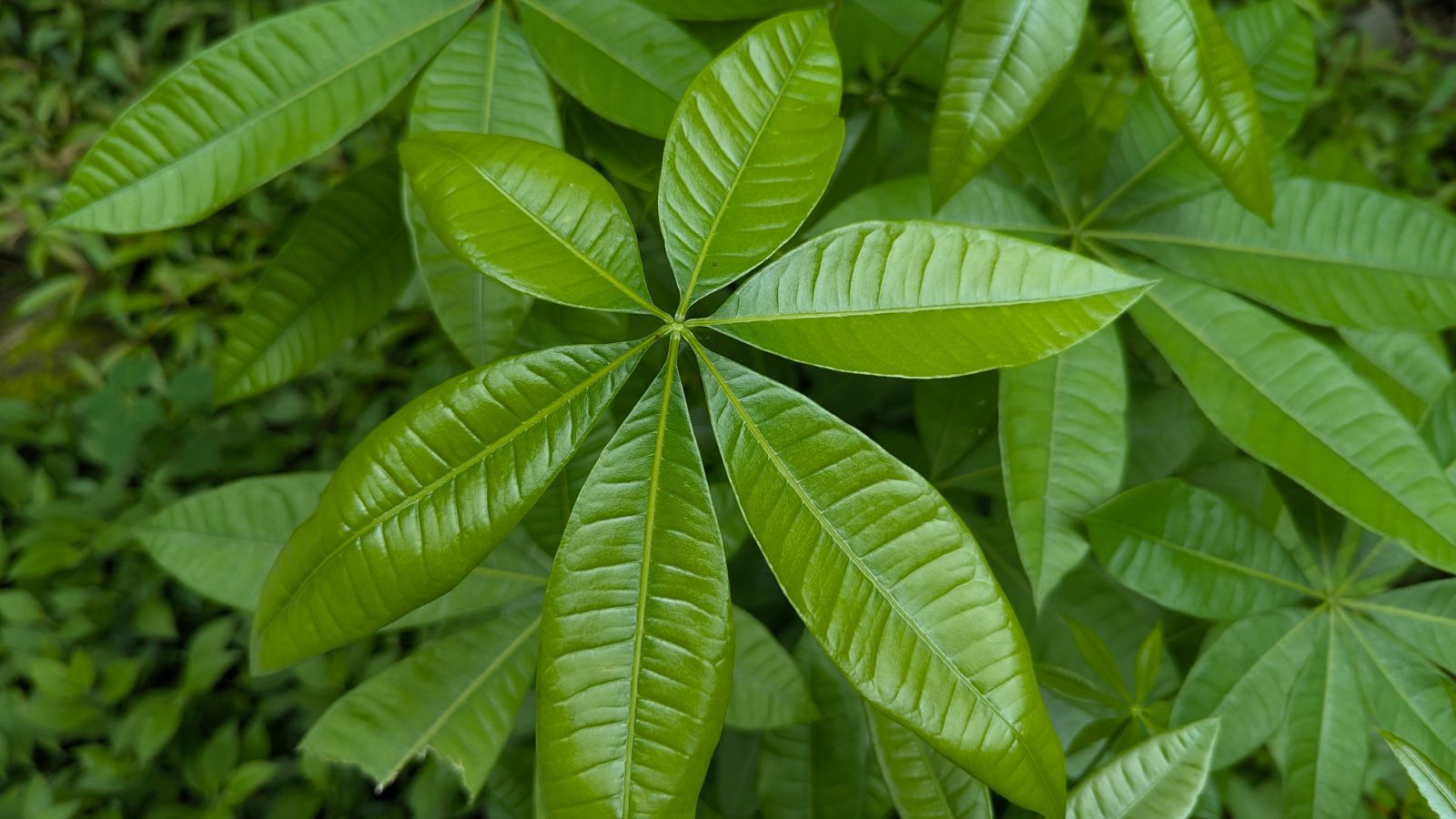 An overhead and close-up shot of lanceolate leaves of a plant, all situated in a well lit area outdoors