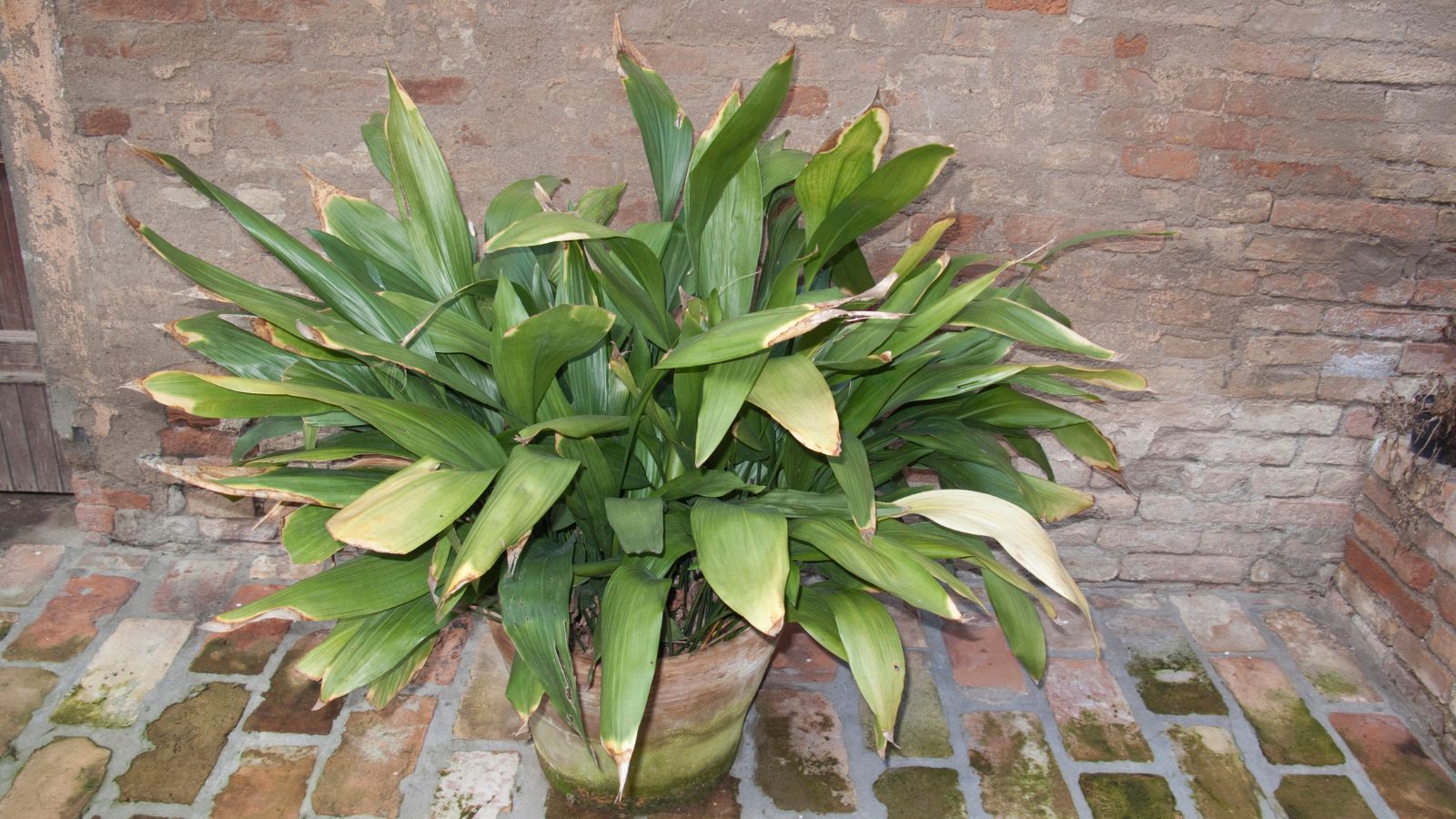 Aspidistra elatior with dry browning leaves, appearing to have dark green leaves and discolored edges