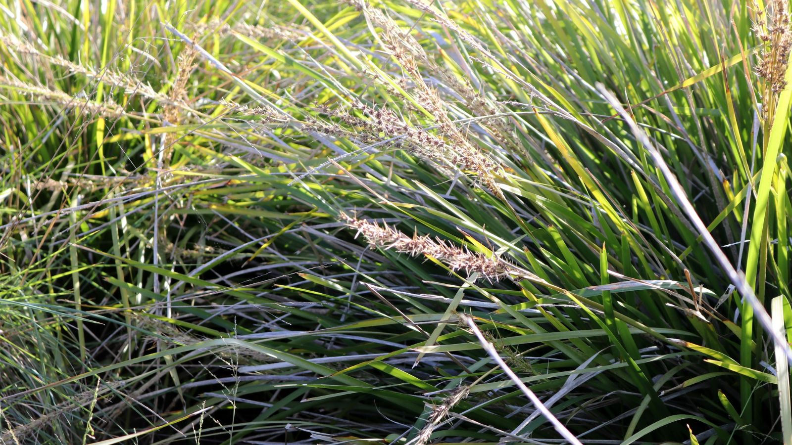 An overhead and close-up shot of slender green blades of the Australian Silver Rush