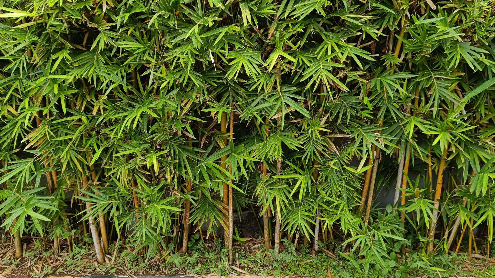 A close-up shot of a thicket of woody and thick stems alongside slender leaves of the Baby Bamboo