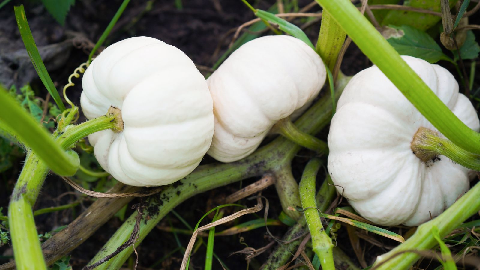 Three pieces of Baby Boo crops appearing to have a bright white appearance attached to green vines