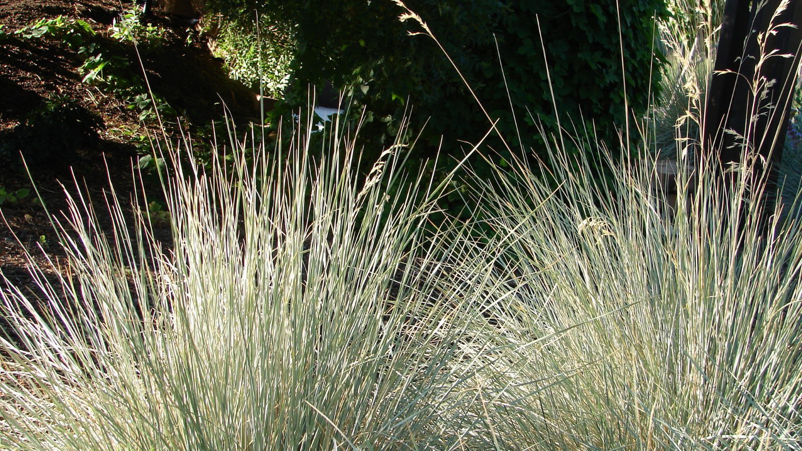 A shot of a composition of tall slender blades of the Helictotrichon sempervirens, all basking in bright sunlight outdoors