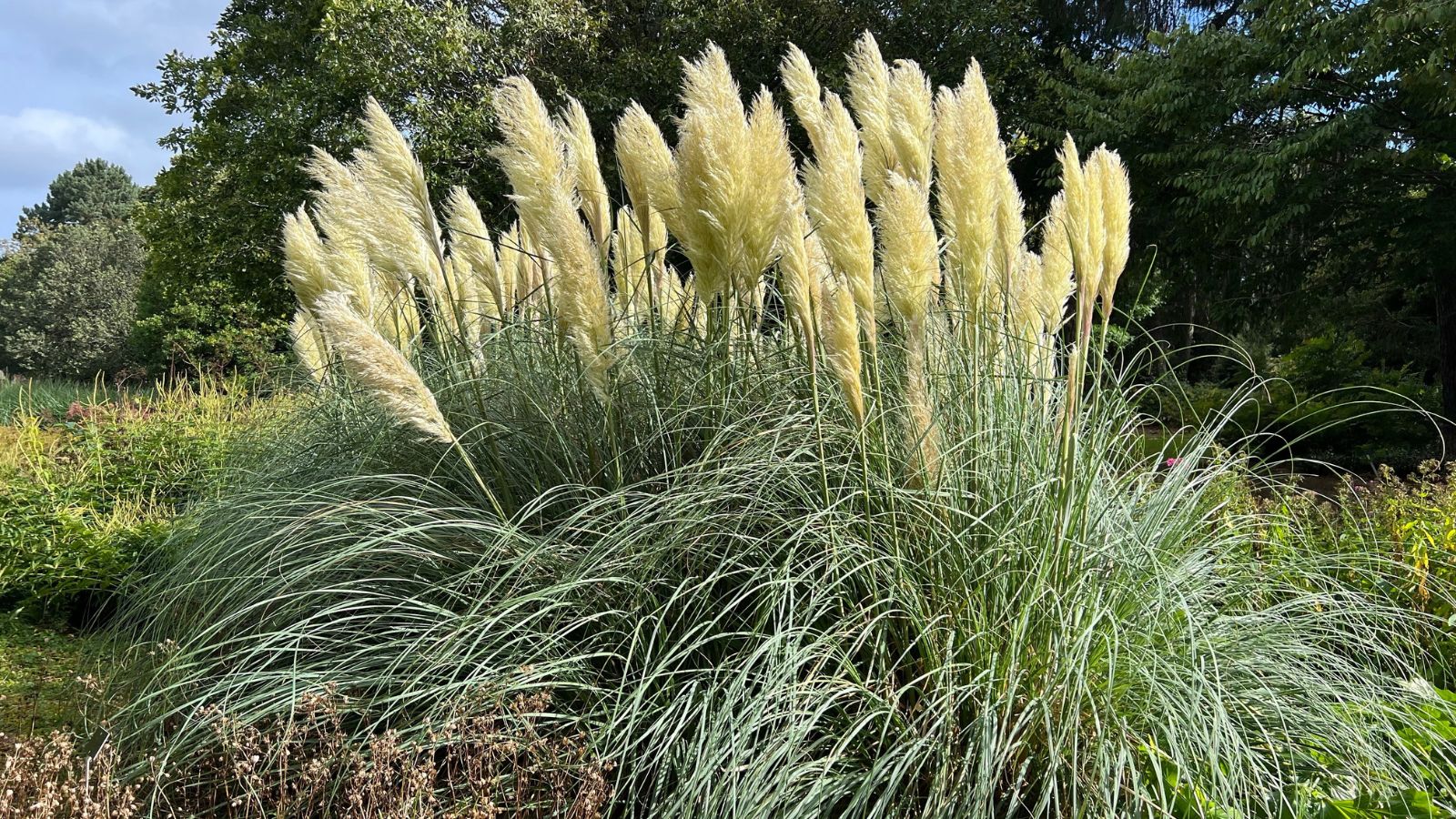A shot of a small composition of tall, slender blades with beige colored feathery plumes of the Cortaderia selloana