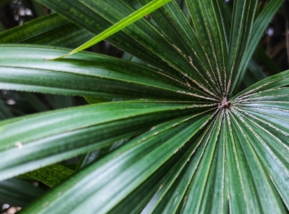 How to care for Rhapis excelsa