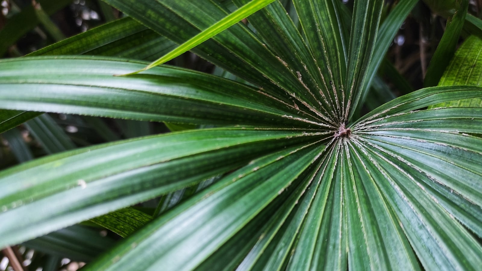 How to care for Rhapis excelsa