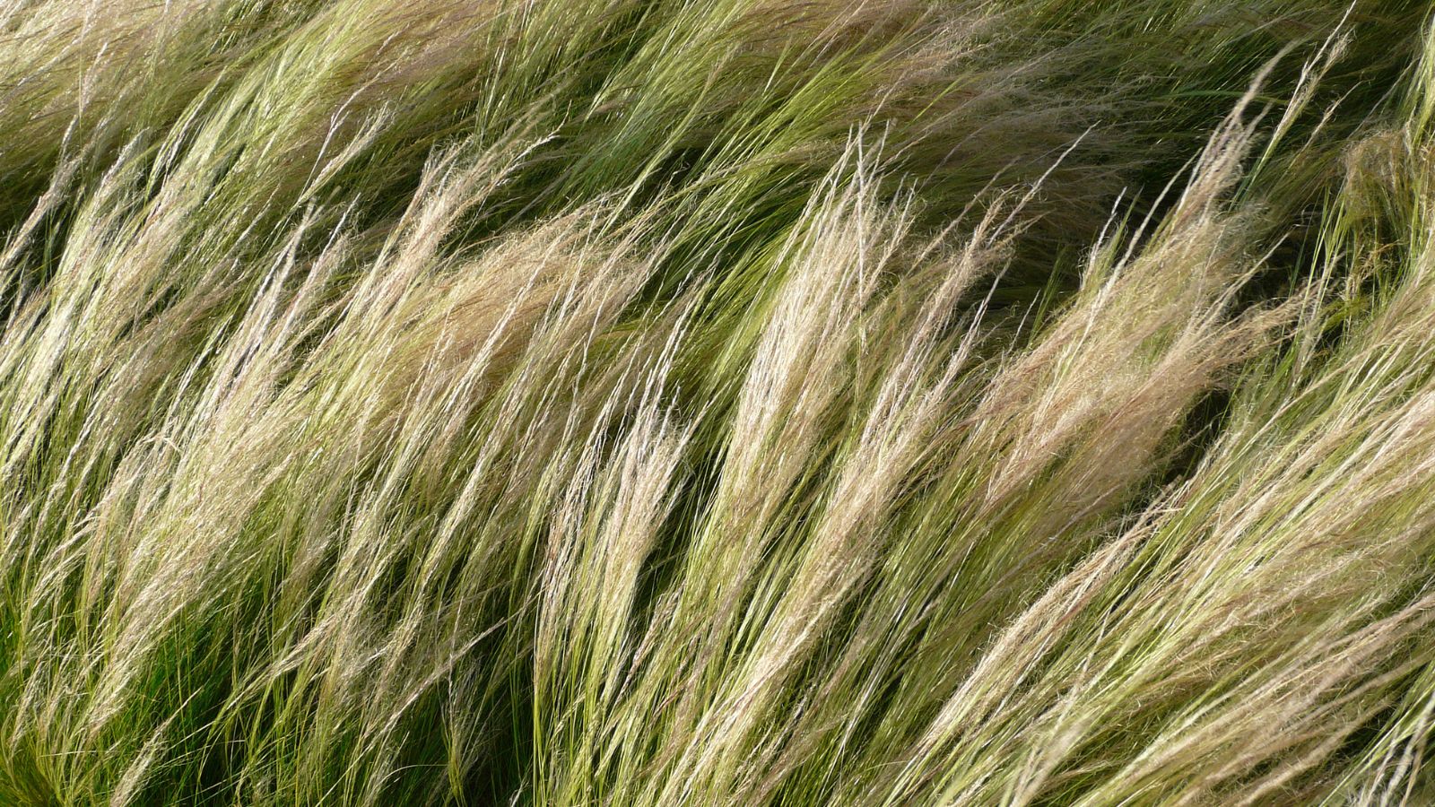 A close-up shot of a composition of thin, slender, feathery blades of the Nassella tenuissima