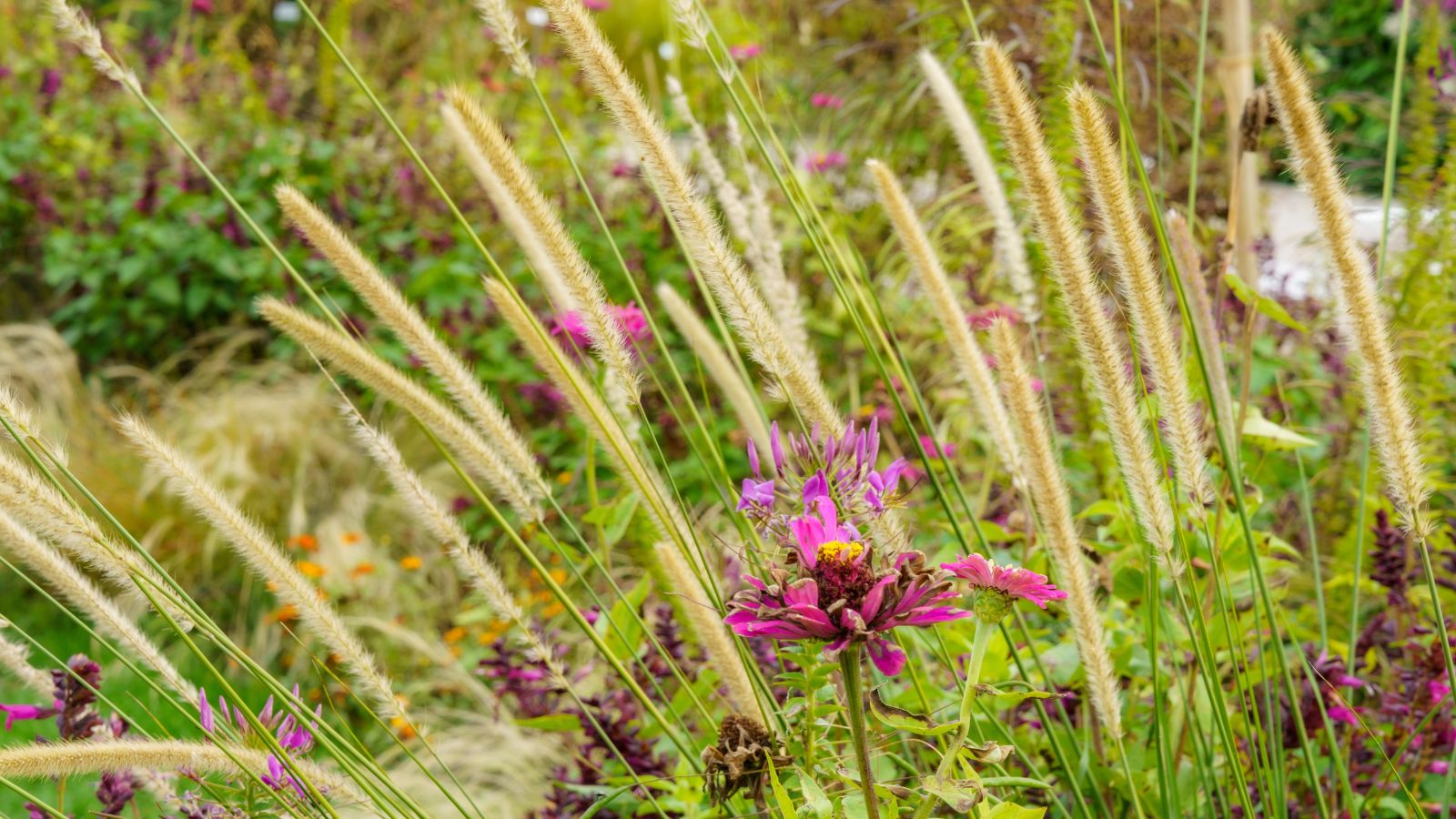 A close-up shot of a composition of slender beige plumes of the Pennisetum spathiolatum, growing alongside a purple colored flower in a well lit area outdoors
