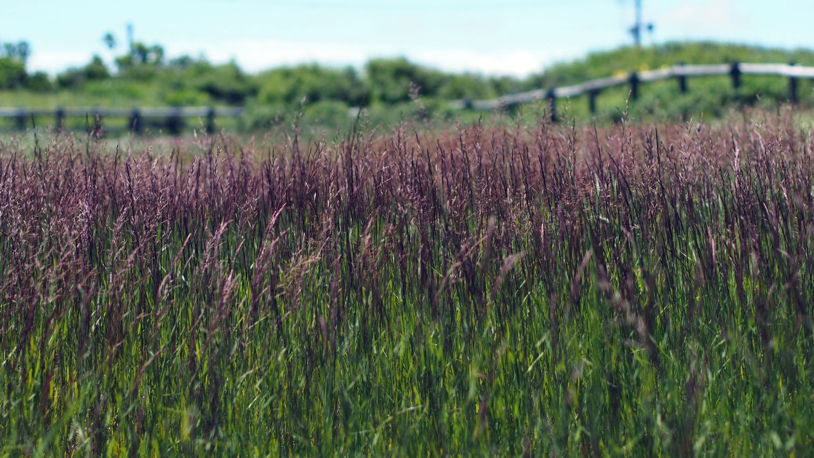 A close-up shot of a large composition of tall slender blades of a plant, adorned with small purple flowers of the Molina caerula
