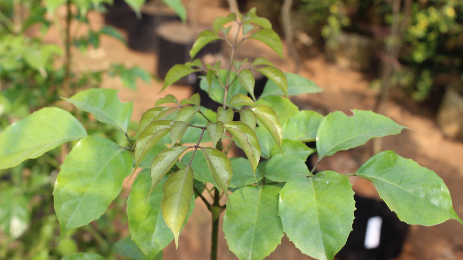 Radermachera sinica with wide leaves with veiny markings, growing outdoors with other greens with woody stems in the background