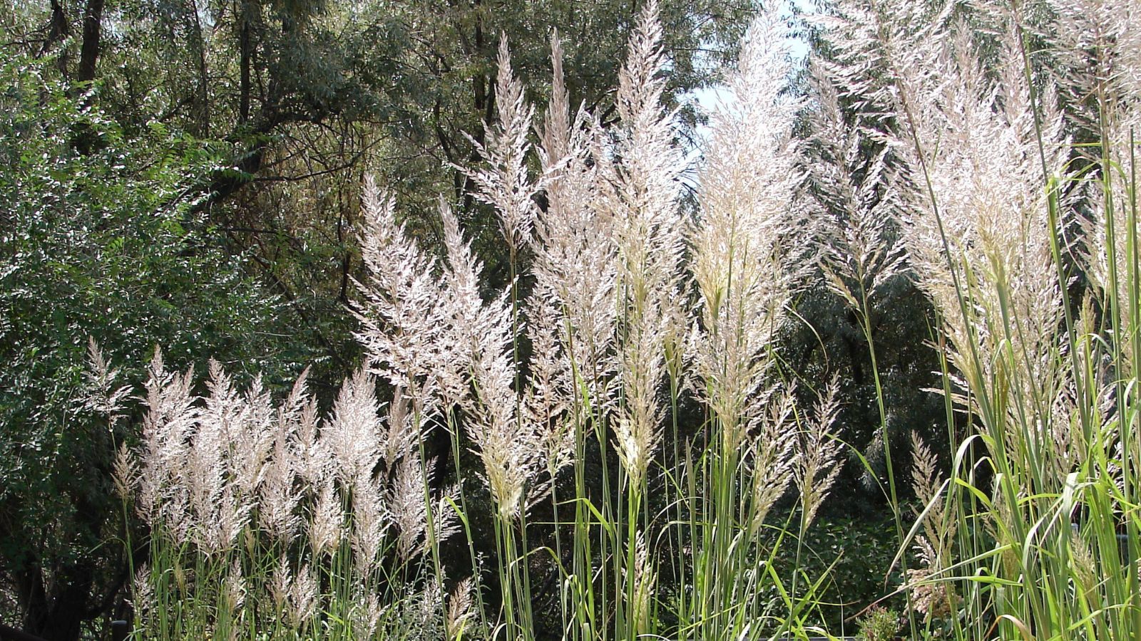 A close-up shot of a large composition of tall plant blades with white silvery plumes on their tops