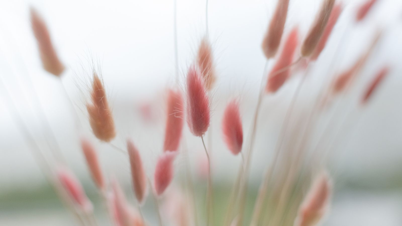 A close-up shot of a small composition of fuzzy red-pink colored blooms of the Red Bunny Tails