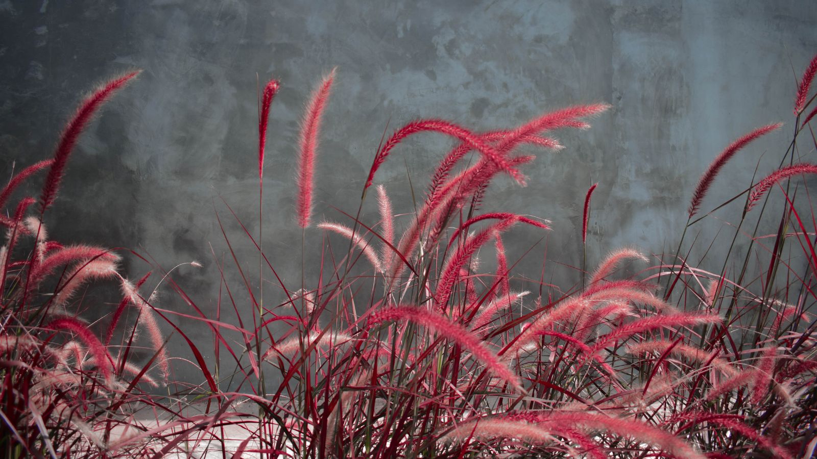A close-up shot of a small composition of slender red colored blades and plumes of the Red Riding Hood