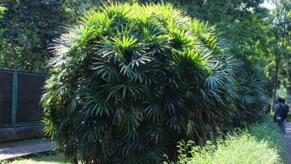 Rhapis excelsa in yard