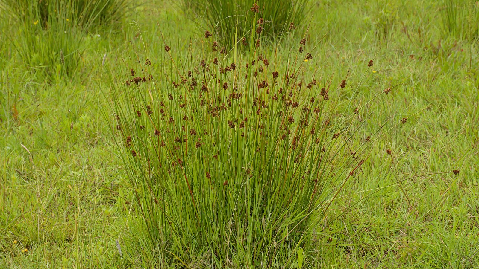 A close-up shot of a small composition of slender blades with small brown flowers of the Rush