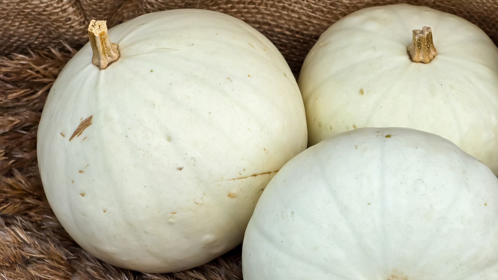 Three pieces of Snowball crops appearing white and round with dry stems placed on a fluffy surface