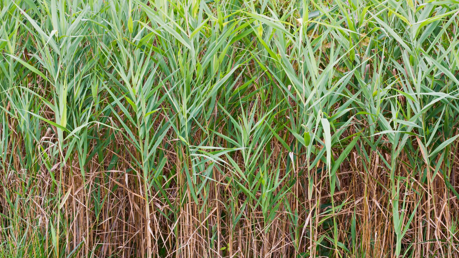 A close-up shot of a large composition of tall slender green and brown colored blades of the Spartina alterniflora