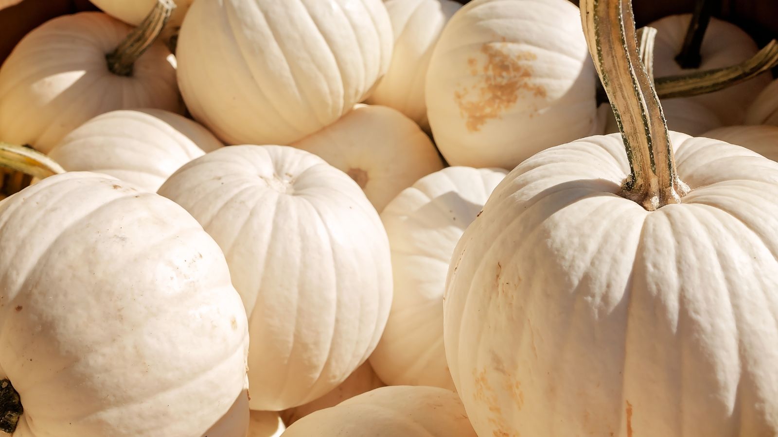 A pile of lovely crops appearing to have textured skin placed under warm sunlight