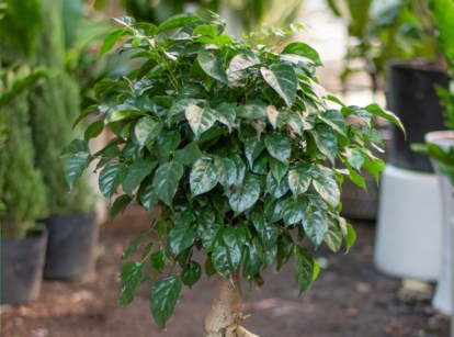 A china doll plant with smooth and shiny leaves, with woody stems surrounded by other potted plants