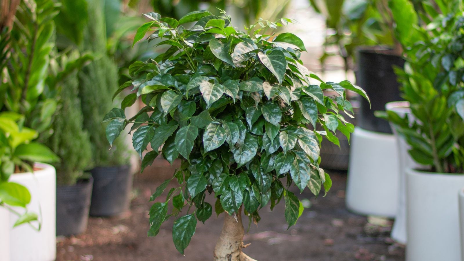 A china doll plant with smooth and shiny leaves, with woody stems surrounded by other potted plants