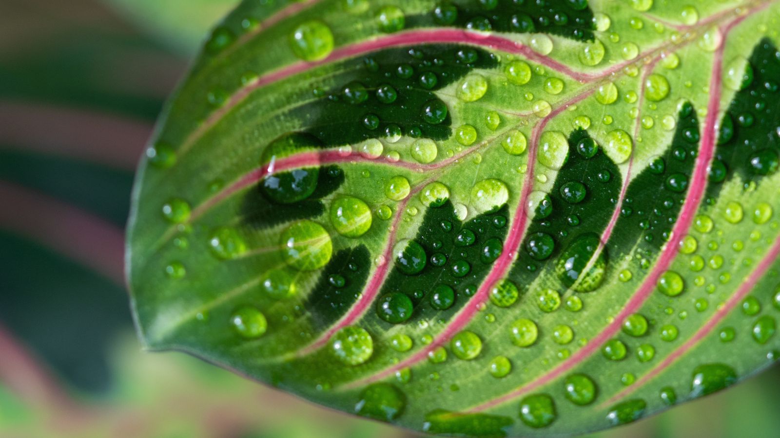 A broad Maranta leuconeura leaf appearing moist, with the surface covered with tiny water droplets with other greens in the background