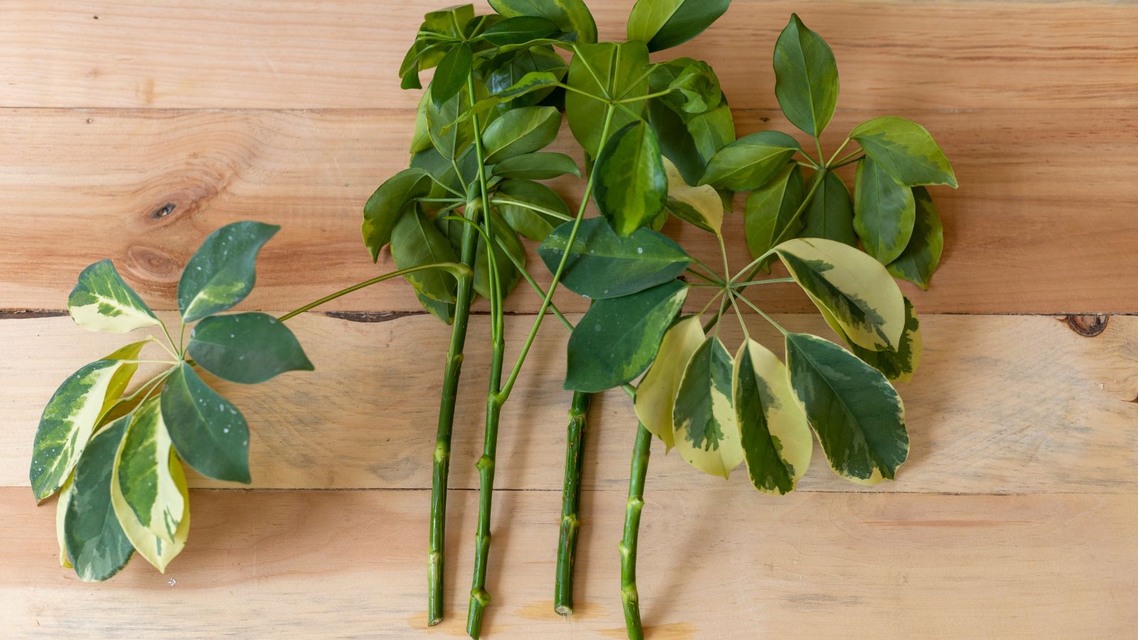 A close-up and overhead shot of several cuttings of a houseplant, placed on a wooden surface, in a well lit area indoors