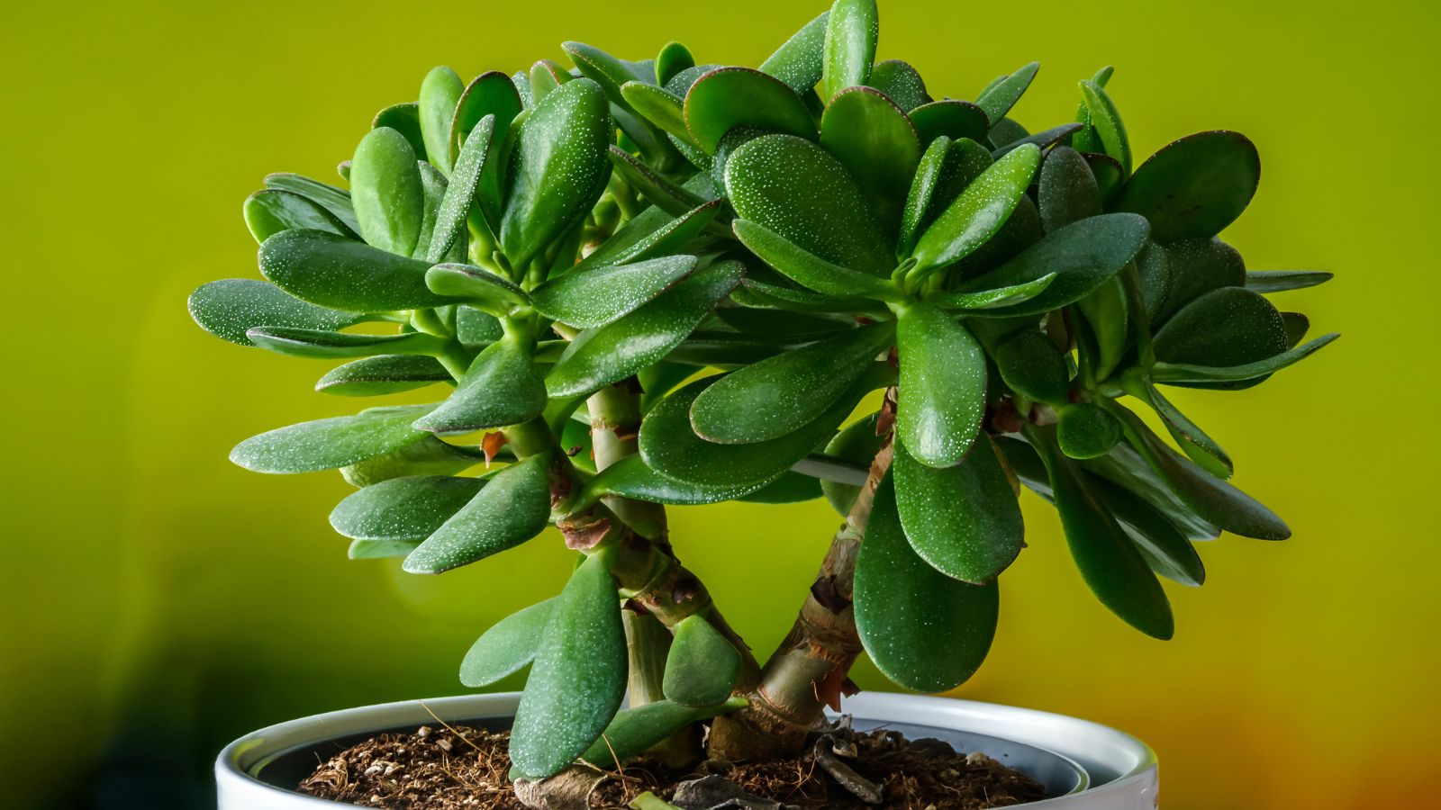 A close-up shot of a developing potted succulent houseplant called jade plant