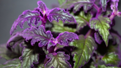 A close-up shot of a houseplant and its uniquely colored and textured leaves in a well lit area indoors