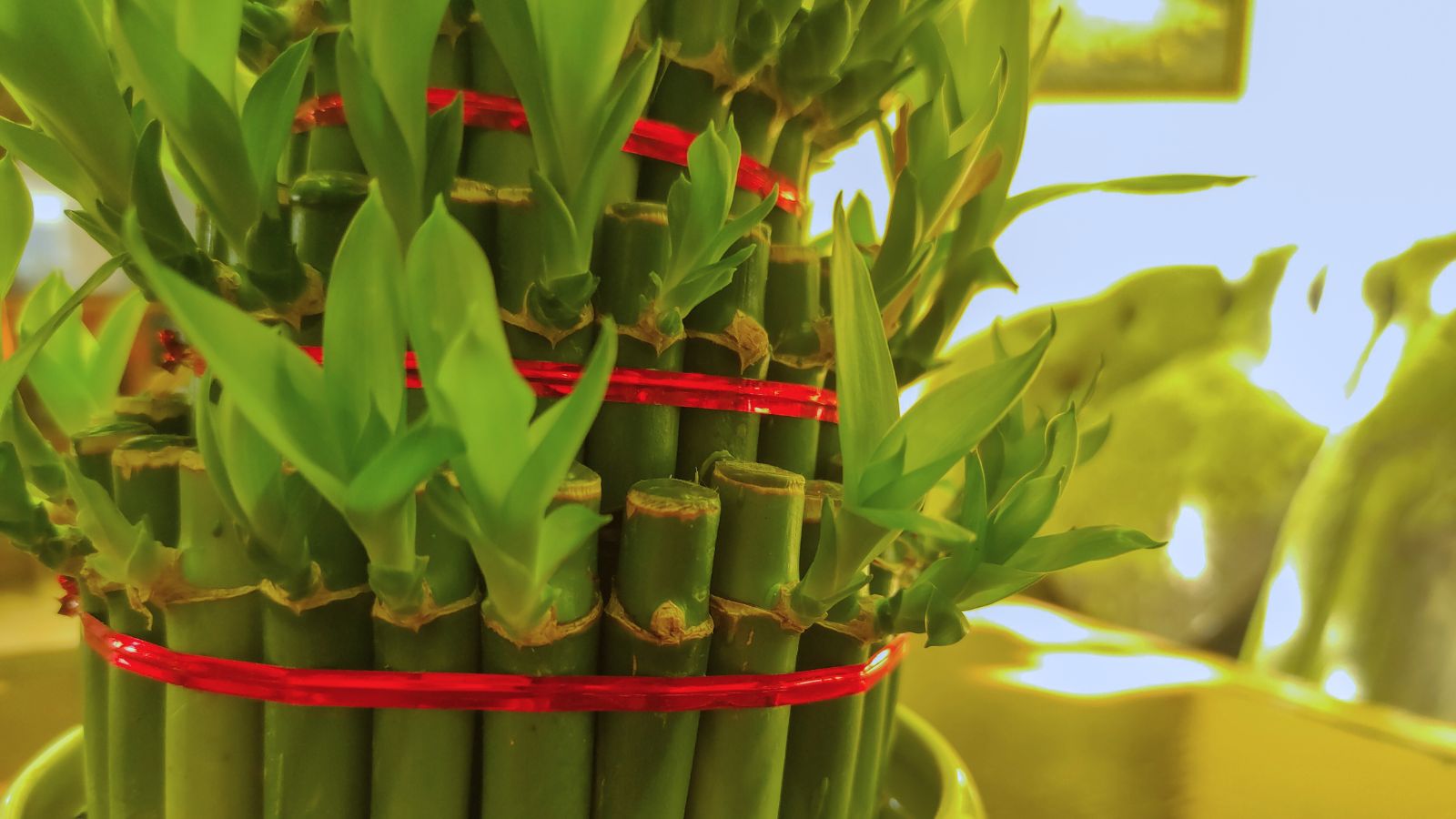 A close-up shot of a houseplant showcasing its segmented stalks and small shoots or curly leaves in an area indoors