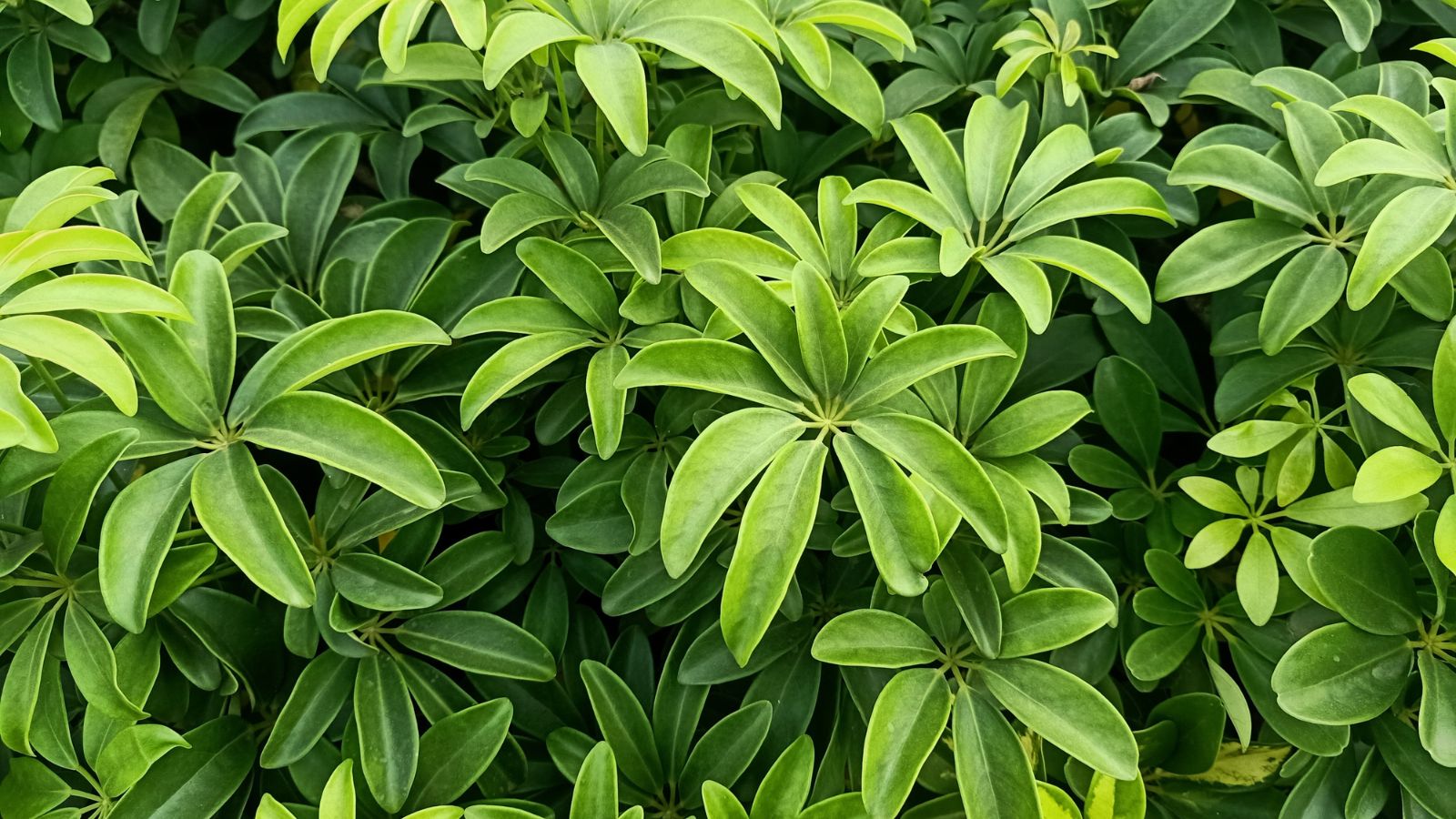 A close-up shot of a large composition of oval-shaped leaves in circular groups of the schefflera, all situated in a well lit area