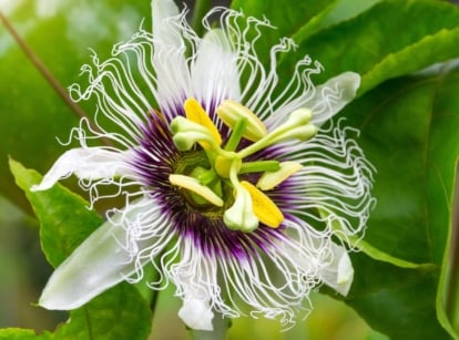 A close-up shot of a perennial showcasing its unique flower that is called passion flower