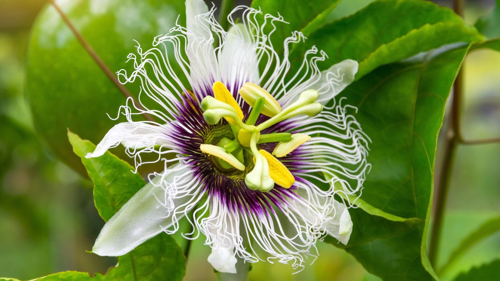 A close-up shot of a perennial showcasing its unique flower that is called passion flower