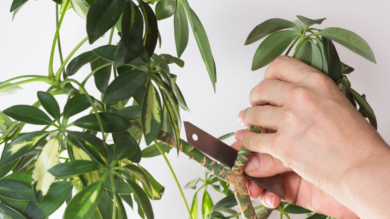 A close-up shot of a person in the process of wounding a stem of a houseplant using a clean cutter
