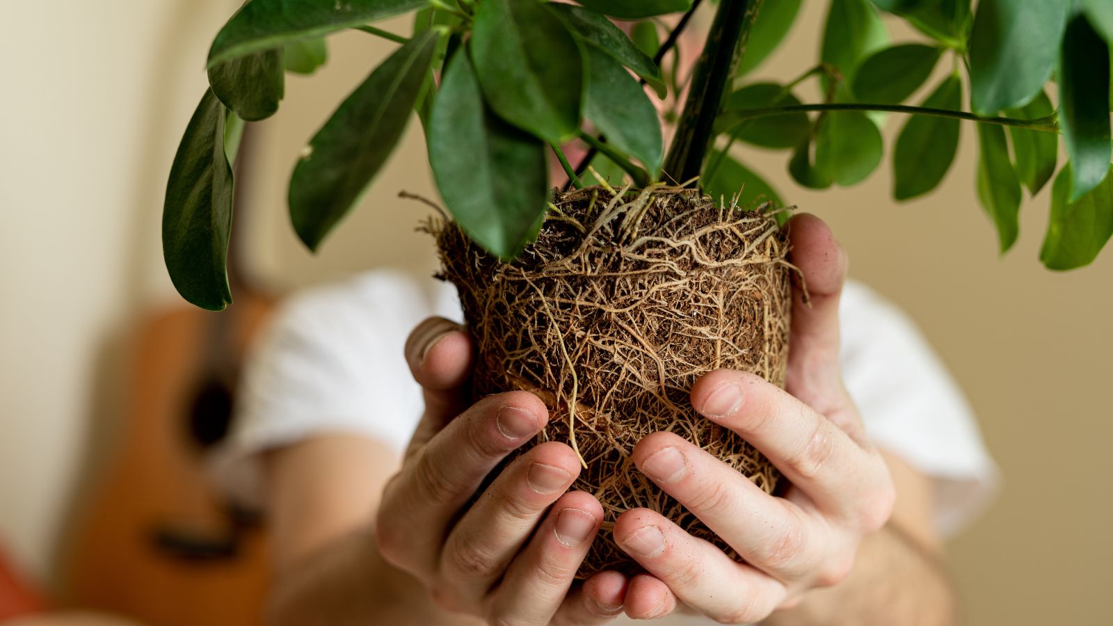 A close-up shot of a person's hand holding an intact root ball of a houseplant, all situated in a well lit area indoors