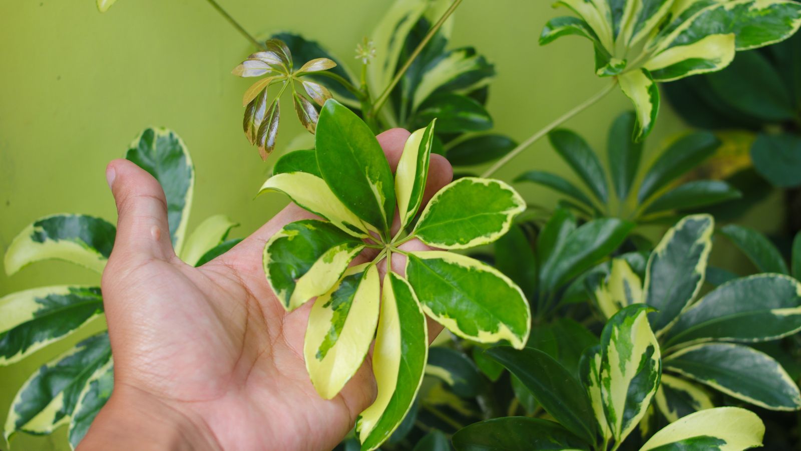 A close-up shot of a person's hand holding leaves of the schefflera plant, all situated in a well lit area outdoors