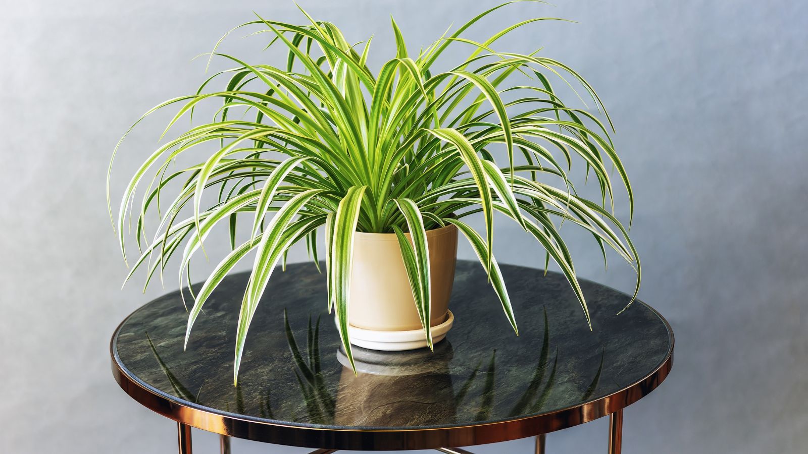 A close-up shot of a potted indoor foliage, placed on top of a black colored table, all situated in a well lit area indoors